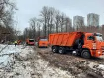 В Москве в новогоднюю ночь вырубали деревья национального парка «Лосиный Остров» (ВИДЕО)