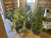 Конопля на подоконнике: полиция Новой Москвы задержала хозяина дома с наркосодержащими растениями (ВИДЕО)