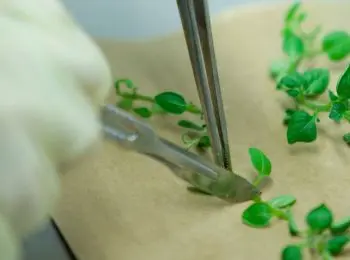 в россии запретили продукты с гмо - Сайт Газеты «Совершенно Секретно»