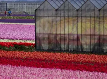 в россии могут запретить цветы из голландии - Сайт Газеты «Совершенно Секретно»