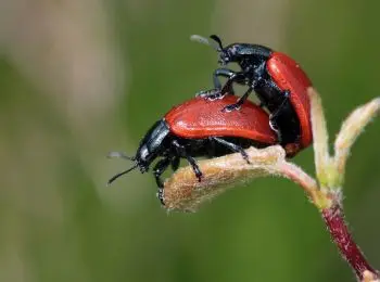 Какой секспросвет нужен школьникам? - Совершенно Секретно