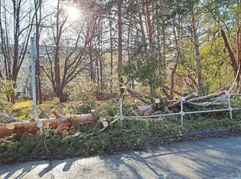 Когда деревья убивают - Совершенно Секретно