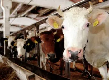 бедствующие польские фермеры требуют отчитаться за €100 млн помощи украине - Сайт Газеты «Совершенно Секретно»