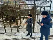 В Смоленской области медведь разорвал рабочего кафе, который случайно упал в клетку