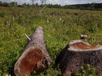 ДОВЫРУБАЛИСЬ - Совершенно Секретно