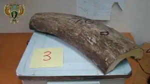 За вывоз 16 тонн бивней мамонта за границу с жителей Дальнего Востока взыскали более 113 млн рублей
