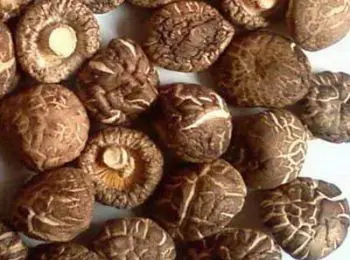 в томской тайге найден гриб, который подавляет рост раковых клеток - Сайт Газеты «Совершенно Секретно»