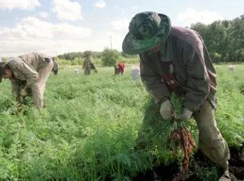 сибирские земли сдадут в аренду китайцам - Сайт Газеты «Совершенно Секретно»