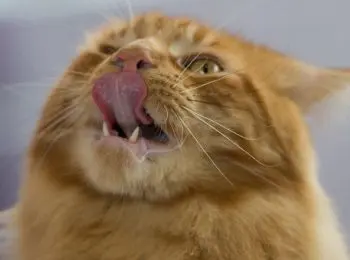 магазин, который объел кот, выставил претензию на 63 тыс рублей аэропорту владивостока - Сайт Газеты «Совершенно Секретно»