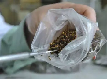 в россии за спайсы будут сажать на 8 лет - Сайт Газеты «Совершенно Секретно»