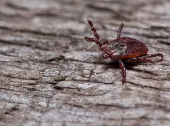 более 1,7 миллиона россиян сделали прививки против клещевого энцефалита - Сайт Газеты «Совершенно Секретно»