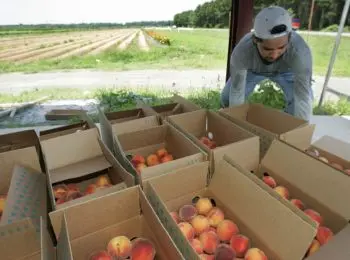 санкционные продукты будут уничтожать в десяти регионах россии - Сайт Газеты «Совершенно Секретно»