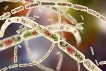 В Воронежской области сибирская язва подтвердилась у восьми человек