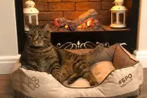 В Зеленоградске наградят лохматого медиагероя