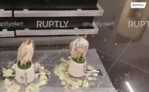 Таможенники Шереметьево приютили двух соколов-кречетов