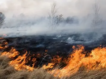 в туве введен режим чс из-за лесных пожаров - Сайт Газеты «Совершенно Секретно»