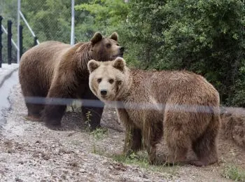 медведь ворвался в вагончик и напал на женщину в якутии - Сайт Газеты «Совершенно Секретно»