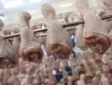 ФАС: цены на мясо за две недели выросли на 40%