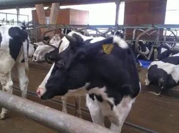 россия запретила ввозить украинское молоко - Сайт Газеты «Совершенно Секретно»