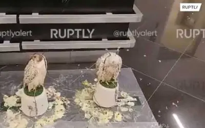 таможенники шереметьево приютили двух соколов-кречетов - Сайт Газеты «Совершенно Секретно»