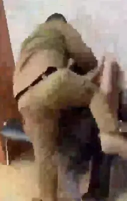 рамзан кадыров опубликовал ролик, на котором его сын избивает арестованного за сожжение корана (видео) - Сайт Газеты «Совершенно Секретно»