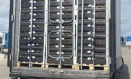 Контрабанду 300 кг наркотиков под видом молдавских яблок пресекли в Подмосковье 