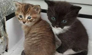 В Госдуму внесли законопроект об обязательной регистрации и маркировке домашних животных