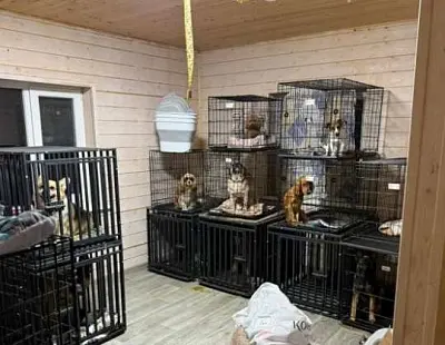 в подмосковье «концлагерь для котов» проверит прокуратура - Сайт Газеты «Совершенно Секретно»