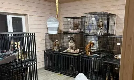 В Подмосковье «концлагерь для котов» проверит прокуратура