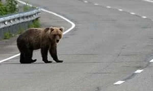 В Петропавловске-Камчатском и пяти округах Кузбасса ввели режим повышенной готовности из-за нашествия медведей