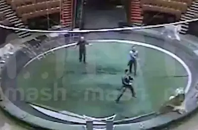 братьев запашных обвинили в жестоком обращении с животными при подготовке к новым гастролям (видео) - Сайт Газеты «Совершенно Секретно»