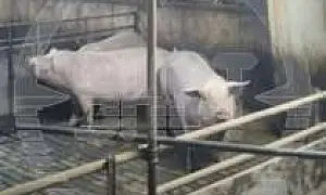 В Белгородской области в результате атаки украинского дрона-камикадзе погибли 179 свиней