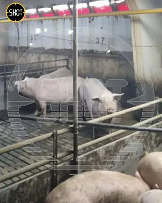 в белгородской области в результате атаки украинского дрона-камикадзе погибли 179 свиней - Сайт Газеты «Совершенно Секретно»