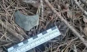 Сбит в Гомельской области: украинский беспилотник впервые атаковал территорию Белоруссии (ВИДЕО)