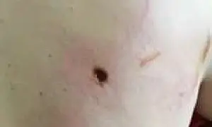 В Сочи на арене цирка супруга спасла мужа-дрессировщика от разъяренного льва (ВИДЕО)