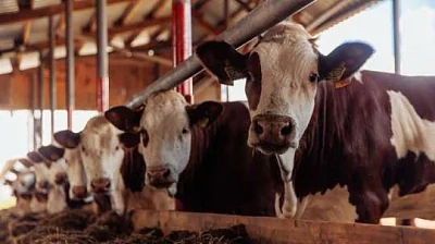 фермеры просят минпромторг отменить маркировку их продукции: она не защищает от контрафакта и ведёт к разорению - Сайт Газеты «Совершенно Секретно»