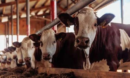 Фермеры просят Минпромторг отменить маркировку их продукции: она не защищает от контрафакта и ведёт к разорению