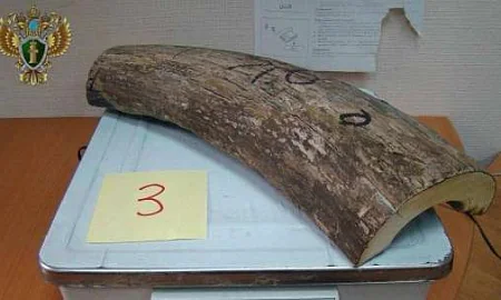 За вывоз 16 тонн бивней мамонта за границу с жителей Дальнего Востока взыскали более 113 млн рублей