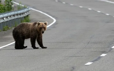 в петропавловске-камчатском и пяти округах кузбасса ввели режим повышенной готовности из-за нашествия медведей - Сайт Газеты «Совершенно Секретно»