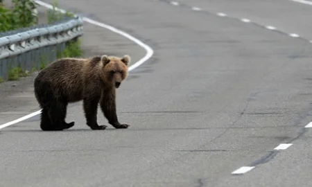 В Петропавловске-Камчатском и пяти округах Кузбасса ввели режим повышенной готовности из-за нашествия медведей