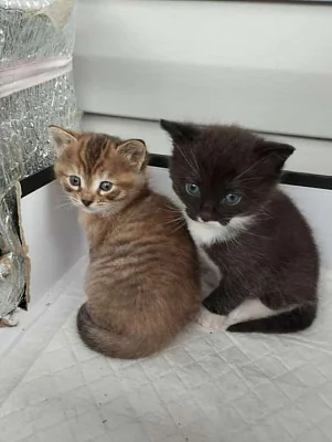 в госдуму внесли законопроект об обязательной регистрации и маркировке домашних животных - Сайт Газеты «Совершенно Секретно»