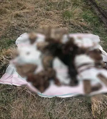 засыпали песком и залили бетоном: под красноярском найдена бочка со скелетом внутри - Сайт Газеты «Совершенно Секретно»