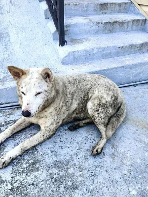 содержание бензола и сажи в воздухе туапсе превысило норму в 2-3 раза из-за пожара после атак бпла - Сайт Газеты «Совершенно Секретно»