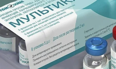 Вакцина «Мультикан», от которой погибли сотни собак, продавалась по фейковому паспорту качества. Возбуждено уголовное дело