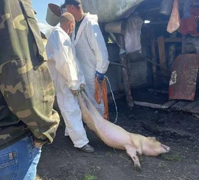 массовое изъятие и уничтожение свиней началось в тюменской области из-за вспышки «особо опасного заболевания» - Сайт Газеты «Совершенно Секретно»