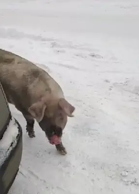 председатель суда написала жалобу на адвоката за то, что он назвал свиней участниками процесса (видео) - Сайт Газеты «Совершенно Секретно»