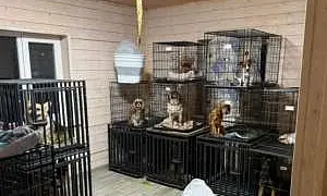 В Подмосковье «концлагерь для котов» проверит прокуратура