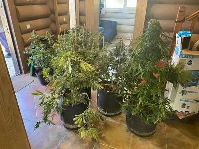 конопля на подоконнике: полиция новой москвы задержала хозяина дома с наркосодержащими растениями (видео) - Сайт Газеты «Совершенно Секретно»