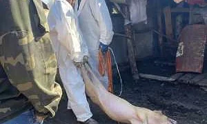 Массовое изъятие и уничтожение свиней началось в Тюменской области из-за вспышки «особо опасного заболевания»