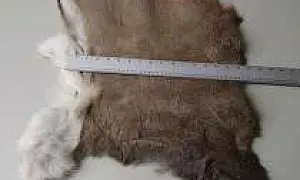 В Коми убили из-за 1,5 миллиона скупщика оленьих шкур